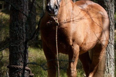 Solar Systo Togathering 2012